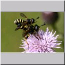 Conops flavipes - Dickkopffliege 01.jpg